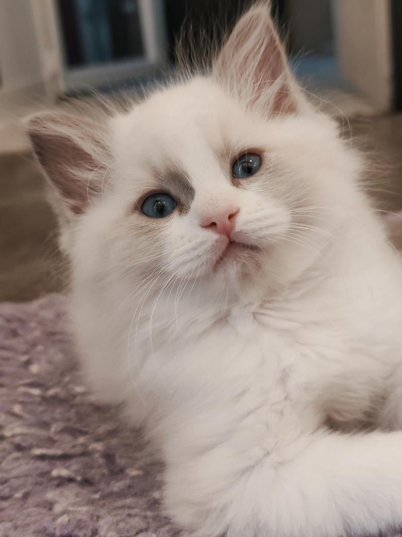 Echo de Narcisse Björk Femelle Ragdoll