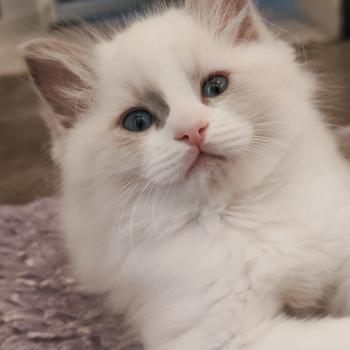 chaton Ragdoll seal point bicolor Björk Chatterie Echo de Narcisse