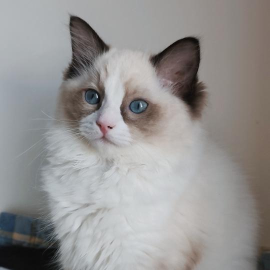 Echo de Narcisse Björk Femelle Ragdoll