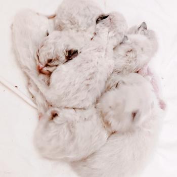 chaton Ragdoll seal point Black resonance Chatterie Echo de Narcisse
