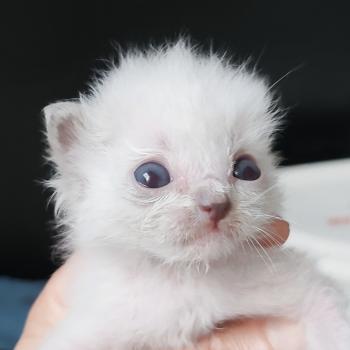 chaton Ragdoll seal point Black resonance Chatterie Echo de Narcisse