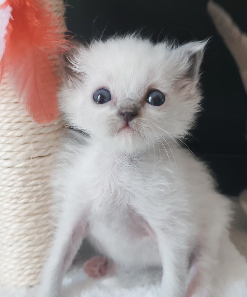 Echo de Narcisse Black resonance Femelle Ragdoll