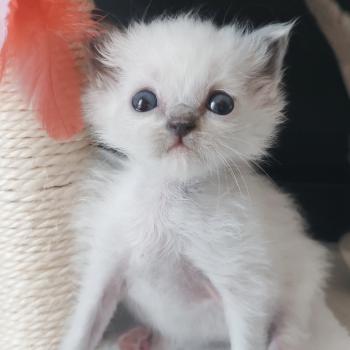 chaton Ragdoll seal point Black resonance Chatterie Echo de Narcisse