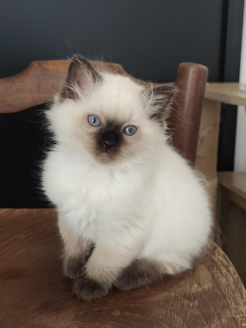 Echo de Narcisse Black resonance Femelle Ragdoll