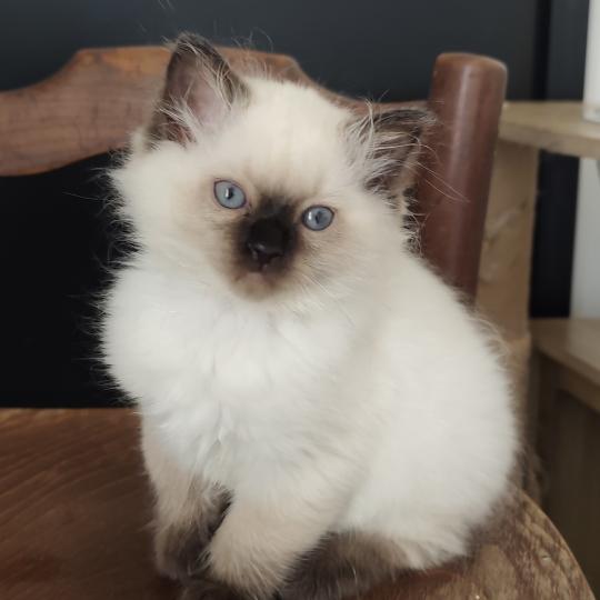 Echo de Narcisse Black resonance Femelle Ragdoll
