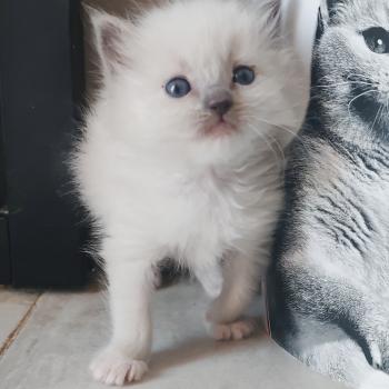 chaton Ragdoll blue point mitted Bono Chatterie Echo de Narcisse