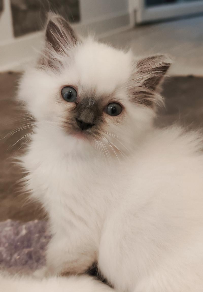 Echo de Narcisse Bono Mâle Ragdoll