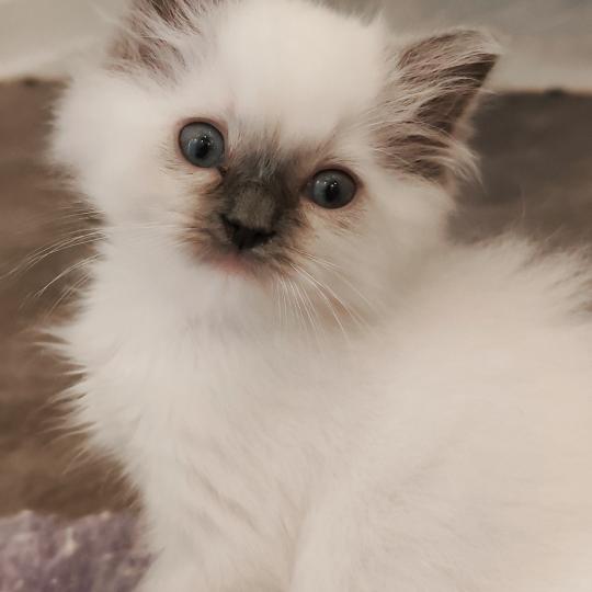 Echo de Narcisse Bono Mâle Ragdoll