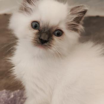 chaton Ragdoll blue point mitted Bono Chatterie Echo de Narcisse