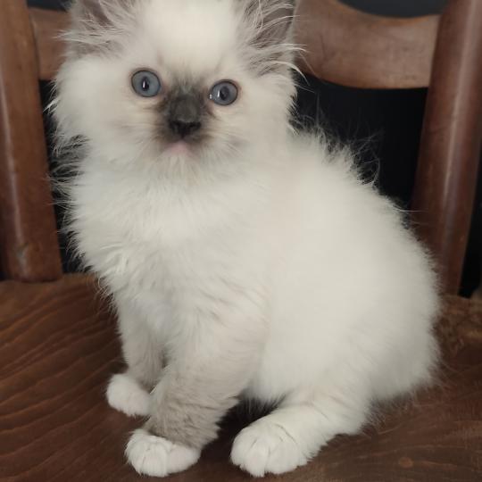 Echo de Narcisse Bono Mâle Ragdoll