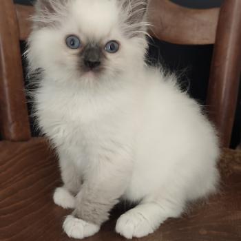 chaton Ragdoll blue point mitted Bono Chatterie Echo de Narcisse