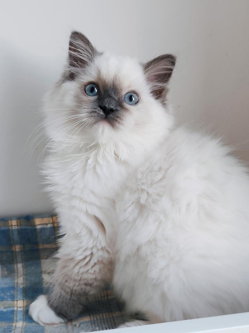 Echo de Narcisse Bono Mâle Ragdoll