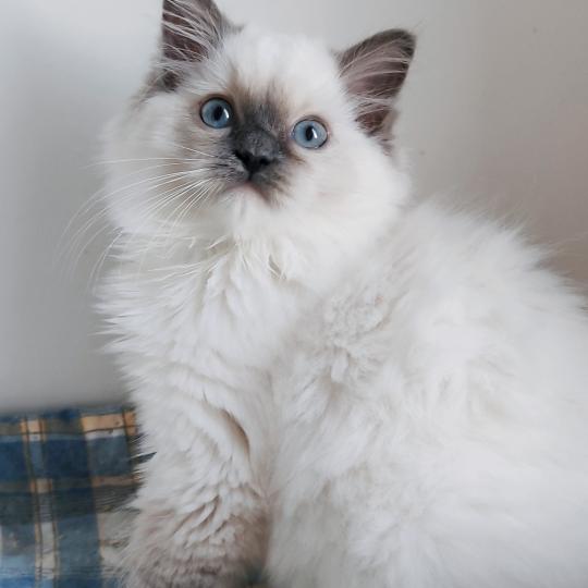 Echo de Narcisse Bono Mâle Ragdoll