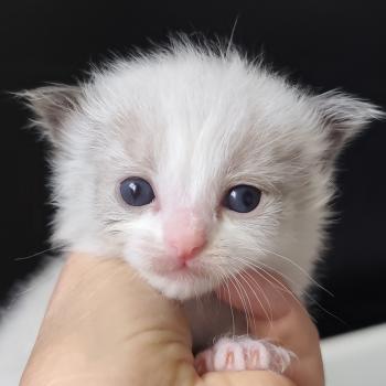chaton Ragdoll blue point bicolor Boreal Chatterie Echo de Narcisse