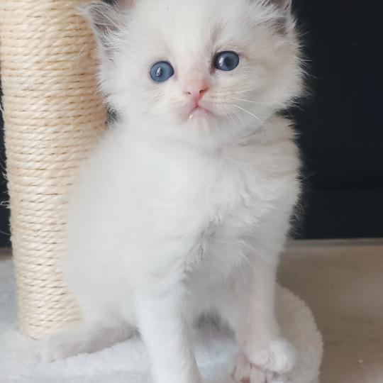 Echo de Narcisse Boreal Mâle Ragdoll