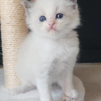 chaton Ragdoll blue point bicolor Boreal Chatterie Echo de Narcisse
