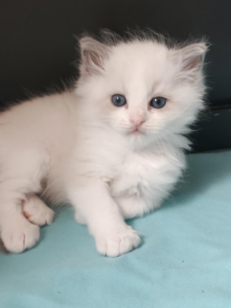 Echo de Narcisse Boreal Mâle Ragdoll