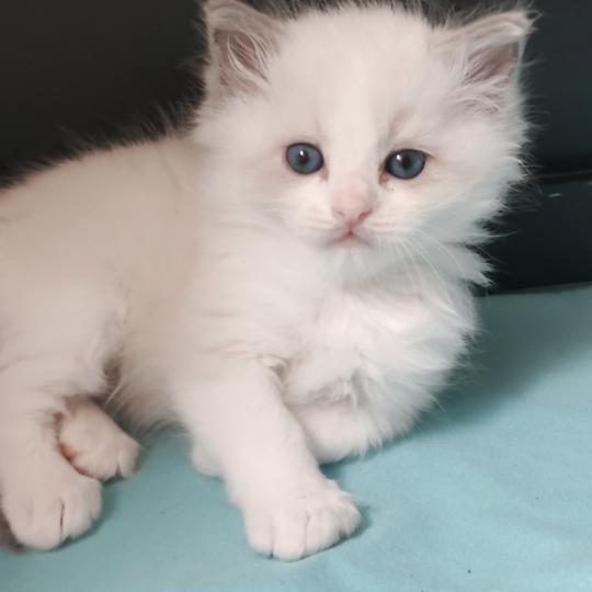 Echo de Narcisse Boreal Mâle Ragdoll