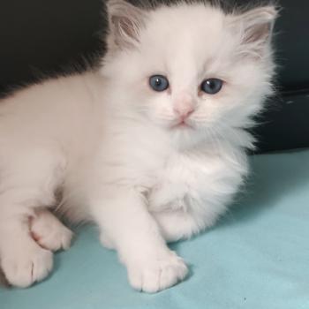 chaton Ragdoll blue point bicolor Boreal Chatterie Echo de Narcisse