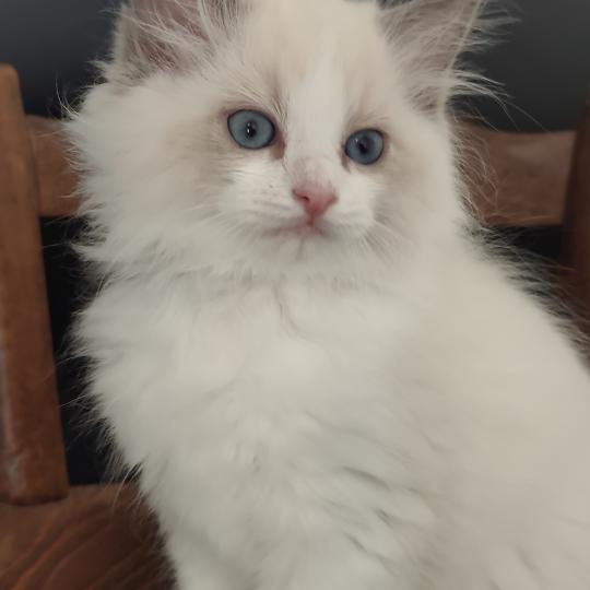 Echo de Narcisse Boreal Mâle Ragdoll
