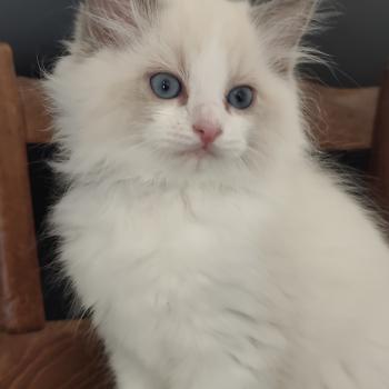 chaton Ragdoll blue point bicolor Boreal Chatterie Echo de Narcisse