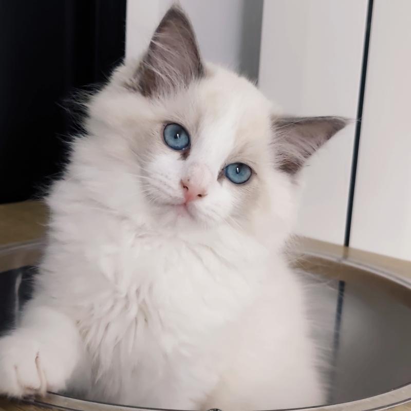 Echo de Narcisse Boreal Mâle Ragdoll