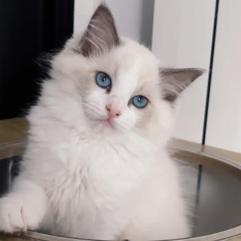chaton Ragdoll blue point bicolor Boreal Chatterie Echo de Narcisse