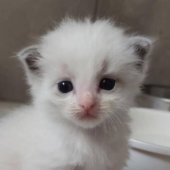 chaton Ragdoll seal point bicolor Bowie Chatterie Echo de Narcisse