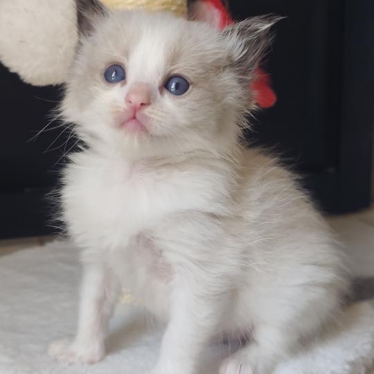 Echo de Narcisse Bowie Mâle Ragdoll