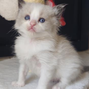 chaton Ragdoll seal point bicolor Bowie Chatterie Echo de Narcisse