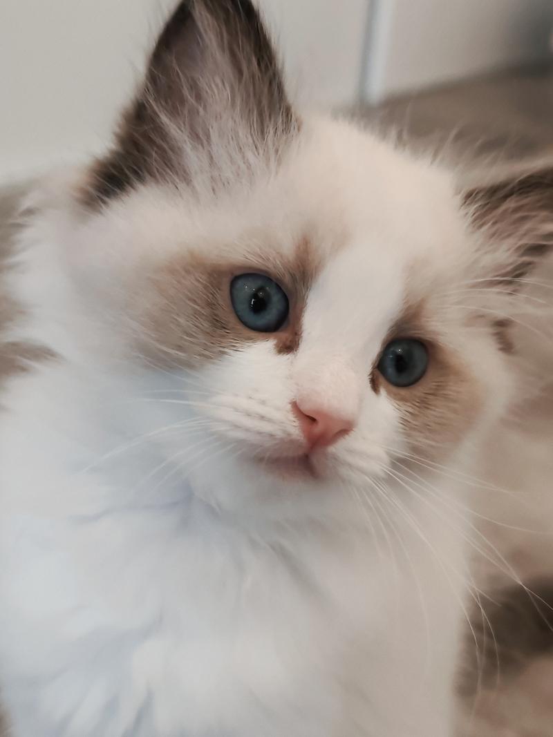 Echo de Narcisse Bowie Mâle Ragdoll