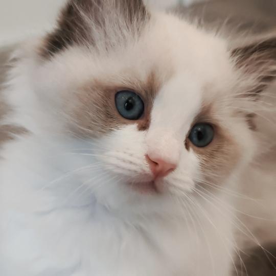 Echo de Narcisse Bowie Mâle Ragdoll