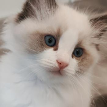 chaton Ragdoll seal point bicolor Bowie Chatterie Echo de Narcisse