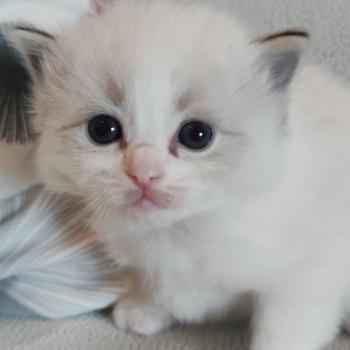 chaton Ragdoll blue tabby point mitted Brontë Chatterie Echo de Narcisse
