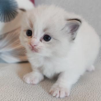 chaton Ragdoll blue tabby point mitted Brontë Chatterie Echo de Narcisse