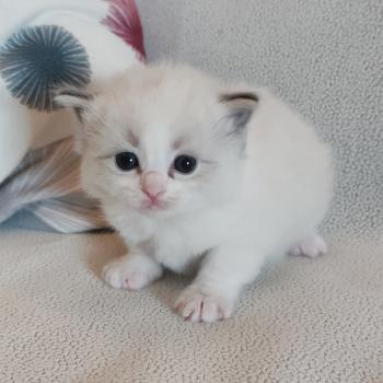 chaton Ragdoll blue tabby point mitted Brontë Chatterie Echo de Narcisse