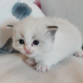chaton Ragdoll blue tabby point mitted Brontë Chatterie Echo de Narcisse