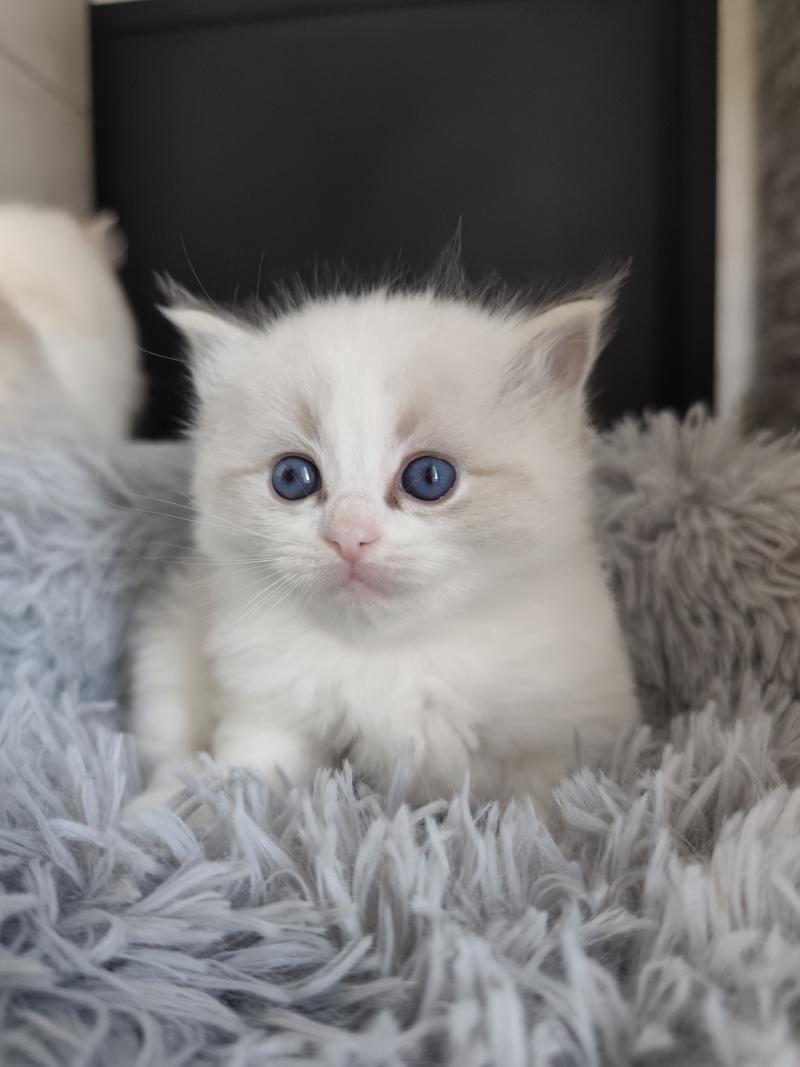 Echo de Narcisse Brontë Femelle Ragdoll