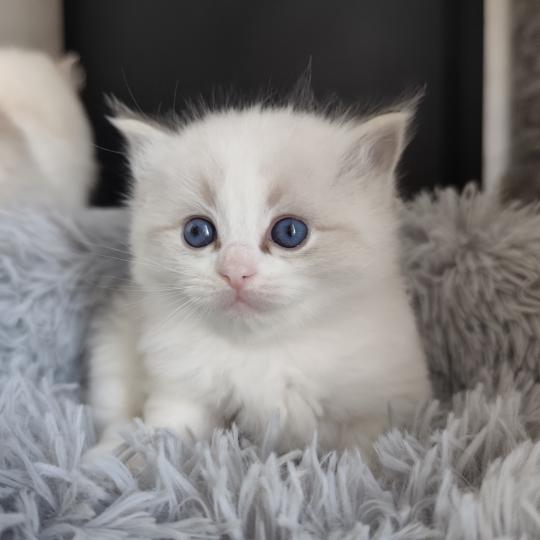 Echo de Narcisse Brontë Femelle Ragdoll