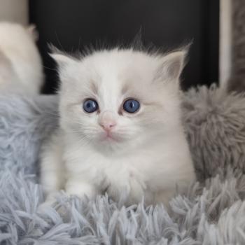 chaton Ragdoll seal tabby point bicolor Brontë Chatterie Echo de Narcisse