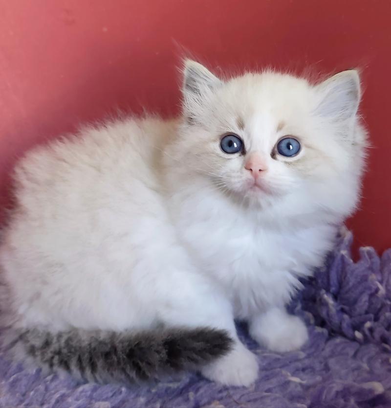 Echo de Narcisse Brontë Femelle Ragdoll