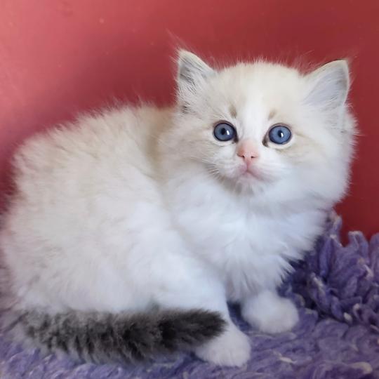 Echo de Narcisse Brontë Femelle Ragdoll