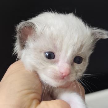 chaton Ragdoll blue point bicolor Byrds Chatterie Echo de Narcisse