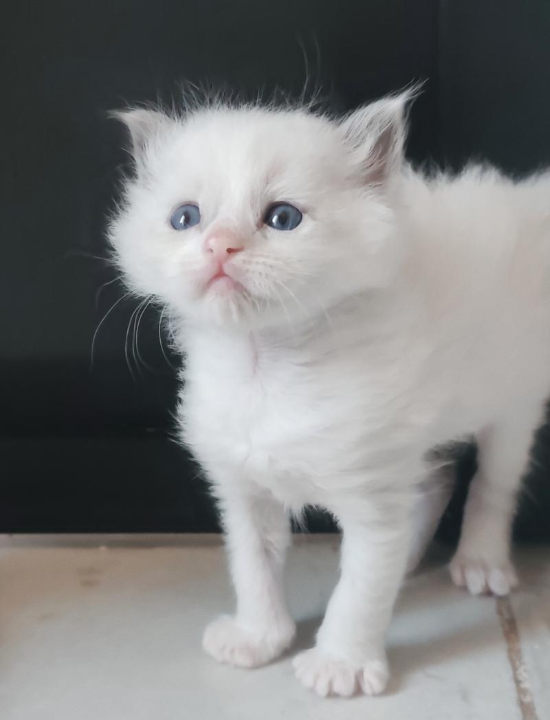 Echo de Narcisse Byrds Mâle Ragdoll
