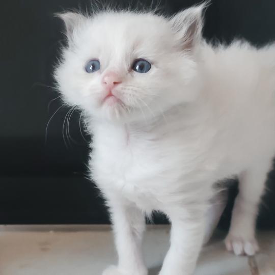 Echo de Narcisse Byrds Mâle Ragdoll