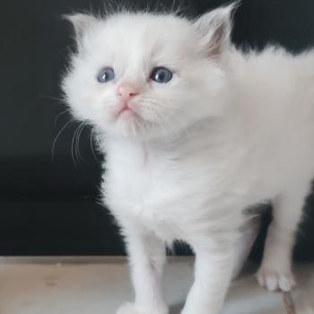 chaton Ragdoll blue point bicolor Byrds Chatterie Echo de Narcisse