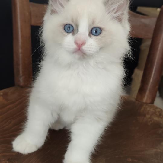 Echo de Narcisse Byrds Mâle Ragdoll