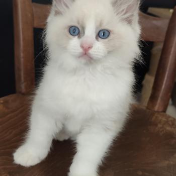 chaton Ragdoll blue point bicolor Byrds Chatterie Echo de Narcisse