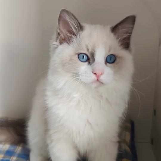 Echo de Narcisse Byrds Mâle Ragdoll