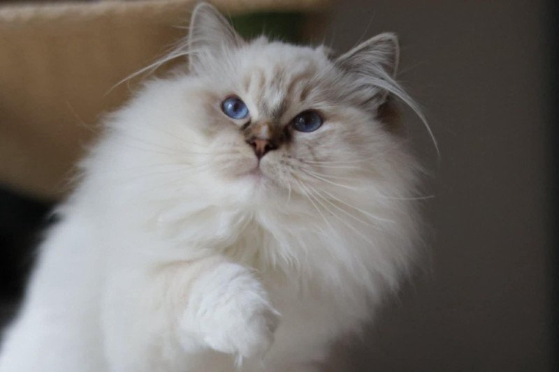Zooko de Golden Victoria Mâle Ragdoll